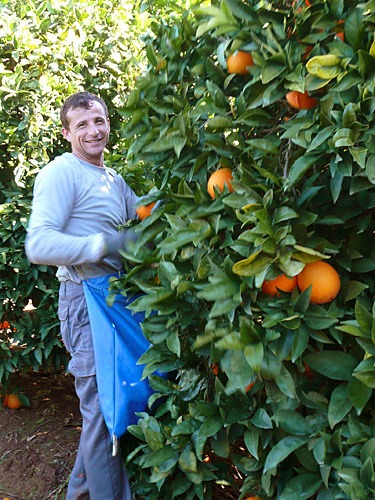 Bauer beim Ernten von Orangen in Andalusien