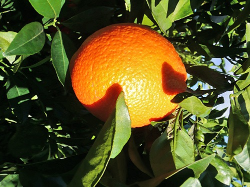 Perfekt gereifte Orange, die an einem Baum auf einem Feld in Andalusien für Don Vital hängt