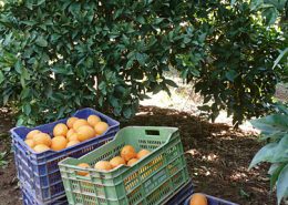 Kisten gefüllt mit frisch gepflückten Orangen von einem Feld in Andalusien für Don Vital